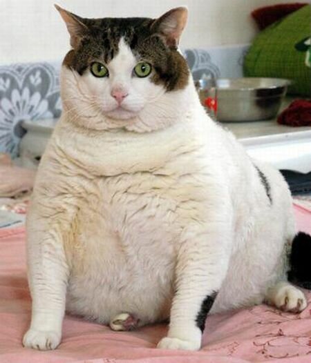 Кот, который ел только мясо